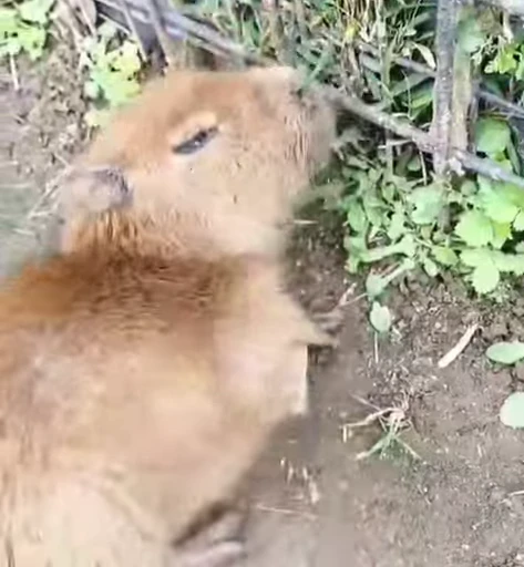 😛 Стикер «GrandPa Capybaras» для Telegram