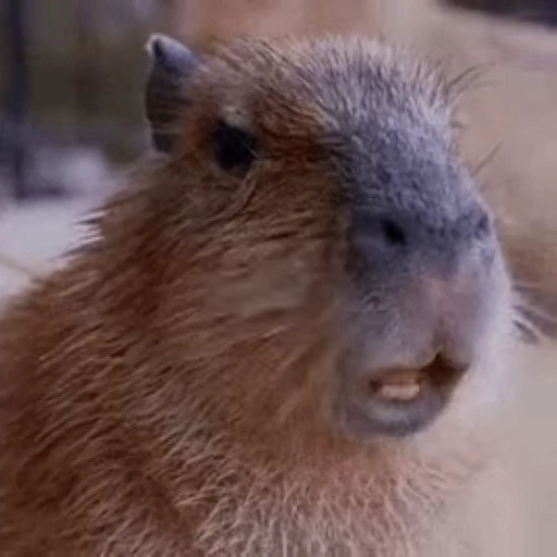 ☺️ Стикер «GrandPa Capybaras» для Telegram