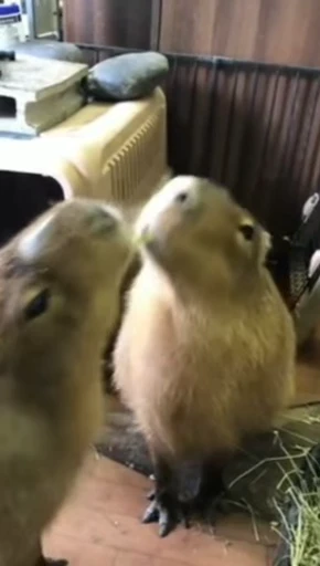🤠 Стикер «GrandPa Capybaras» для Telegram