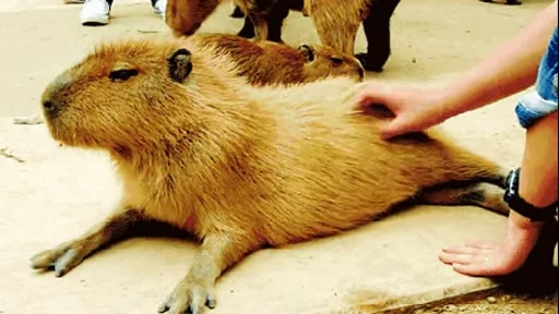 Стикерпак GrandPa Capybaras для Telegram