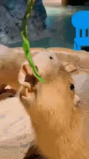 😍 Стикер «GrandPa Capybaras» для Telegram