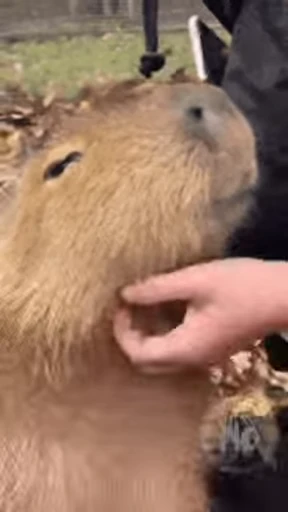 🥲 Стикер «GrandPa Capybaras» для Telegram