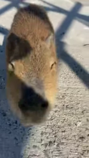 🤩 Стикер «GrandPa Capybaras» для Telegram
