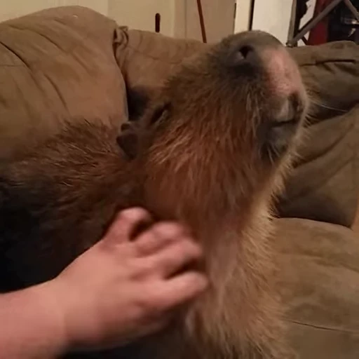 😃 Стикер «GrandPa Capybaras» для Telegram