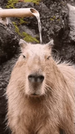 😅 Стикер «GrandPa Capybaras» для Telegram
