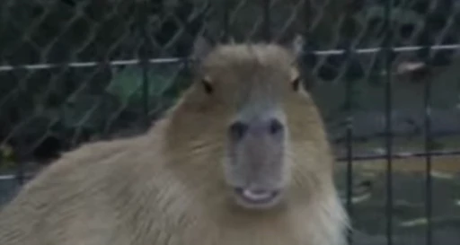 🤭 Стикер «GrandPa Capybaras» для Telegram