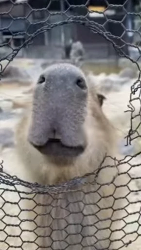 🫢 Стикер «GrandPa Capybaras» для Telegram