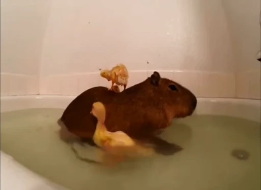 😻 Стикер «GrandPa Capybaras» для Telegram