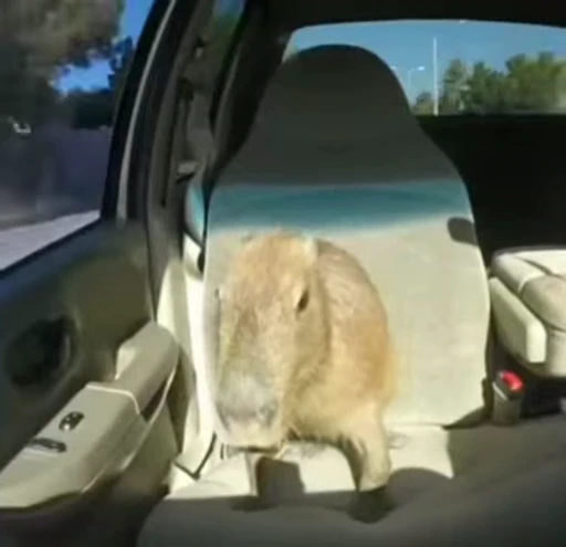 🤫 Стикер «GrandPa Capybaras» для Telegram