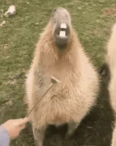 🤣 Стикер «GrandPa Capybaras» для Telegram