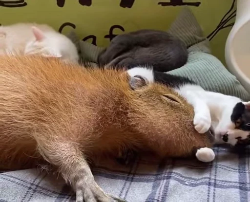 🤑 Стикер «GrandPa Capybaras» для Telegram