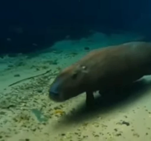 👽 Стикер «GrandPa Capybaras» для Telegram