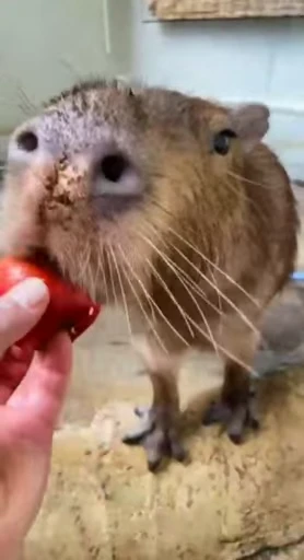 😈 Стикер «GrandPa Capybaras» для Telegram