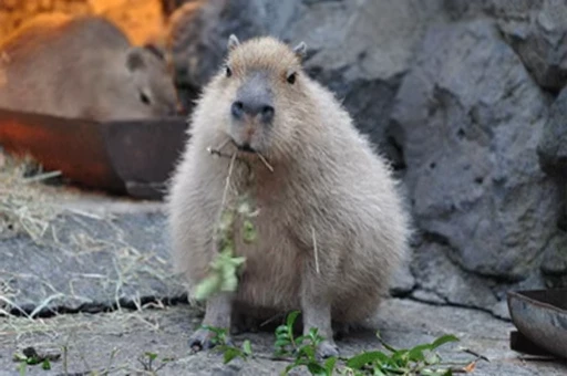 😄 Стикер «GrandPa Capybaras» для Telegram