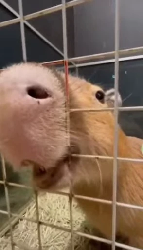 🤨 Стикер «GrandPa Capybaras» для Telegram