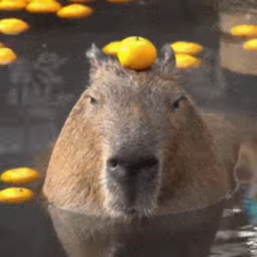 😗 Стикер «GrandPa Capybaras» для Telegram