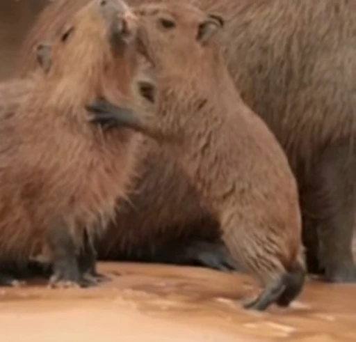 🤪 Стикер «GrandPa Capybaras» для Telegram