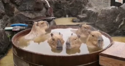 😏 Стикер «GrandPa Capybaras» для Telegram