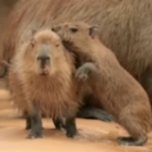 😋 Стикер «GrandPa Capybaras» для Telegram