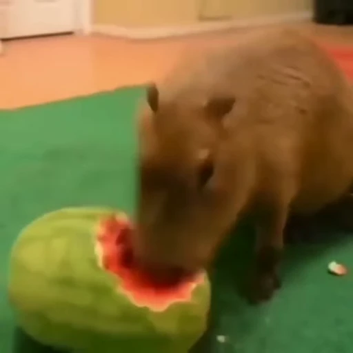 😝 Стикер «GrandPa Capybaras» для Telegram