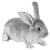 🐇 Эмодзи «gray» для Telegram