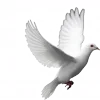 Стикер 39 🕊 gray emoji