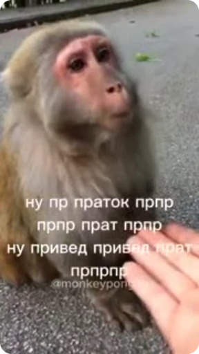 👋 Стикер «Манки Пон» для Telegram