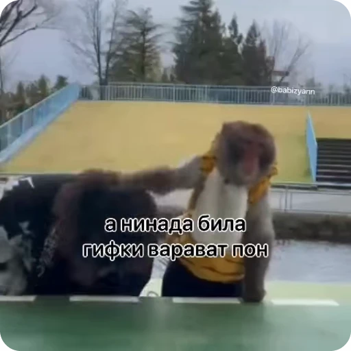 🤬 Стикер «Манки Пон» для Telegram