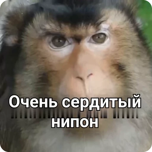😾 Стикер «Манки Пон» для Telegram