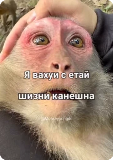 😨 Стикер «Манки Пон» для Telegram