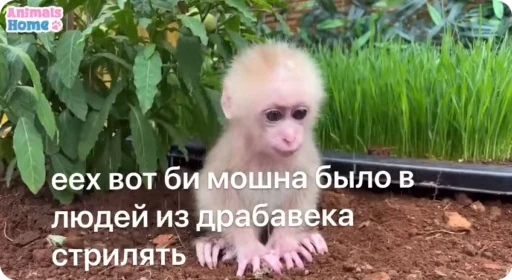 🔫 Стикер «Манки Пон» для Telegram