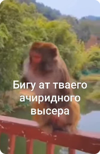 🏃‍♂ Стикер «Манки Пон» для Telegram