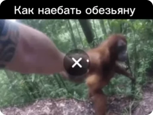 🐵 Стикер «Манки Пон» для Telegram
