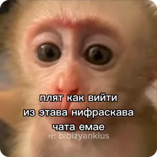 🧐 Стикер «Манки Пон» для Telegram