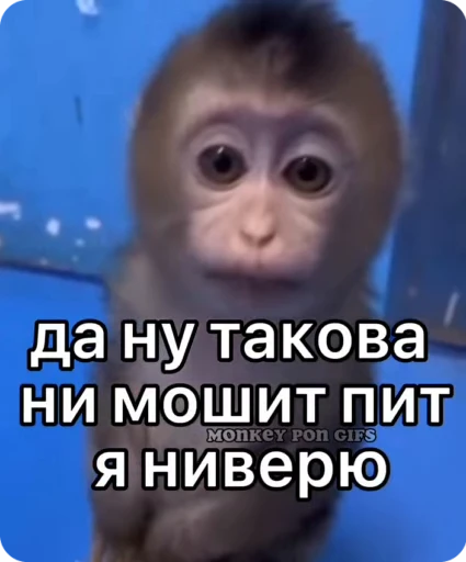 👎 Стикер «Манки Пон» для Telegram
