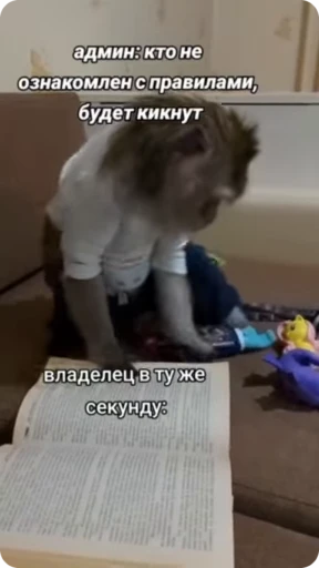 📕 Стикер «Манки Пон» для Telegram