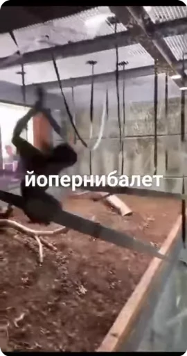 🩰 Стикер «Манки Пон» для Telegram