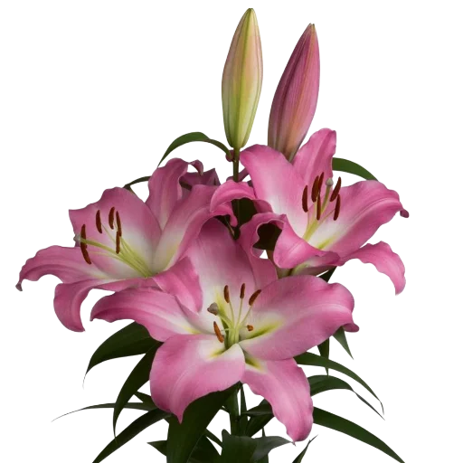 🌸 Стикер «Green Pink» для Telegram