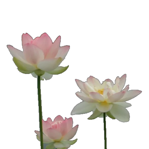 🪷 Стикер «Green Pink» для Telegram