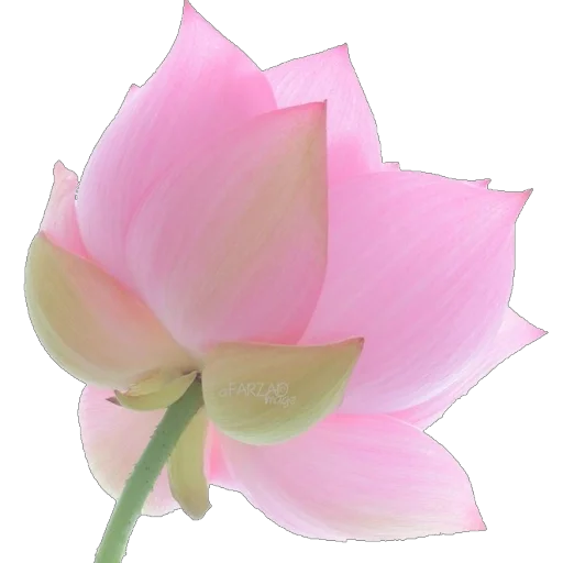🪷 Стикер «Green Pink» для Telegram
