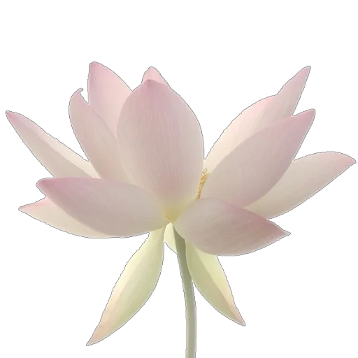 🪷 Стикер «Green Pink» для Telegram