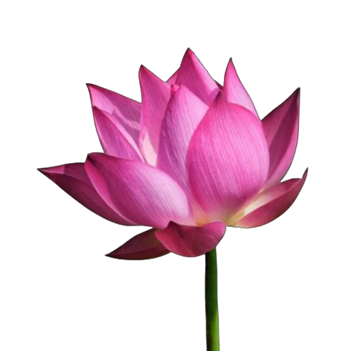 🪷 Стикер «Green Pink» для Telegram