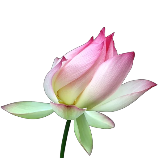 🪷 Стикер «Green Pink» для Telegram