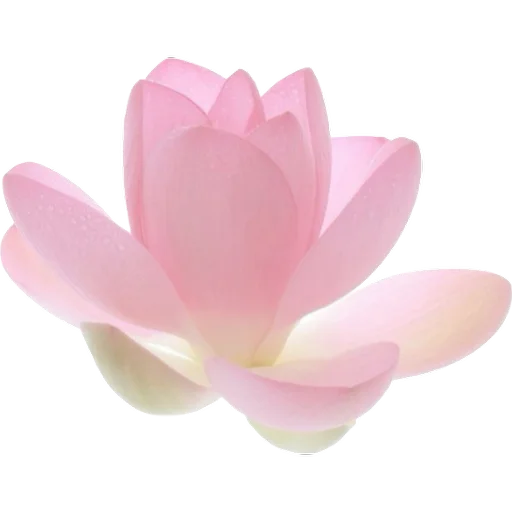 🪷 Стикер «Green Pink» для Telegram