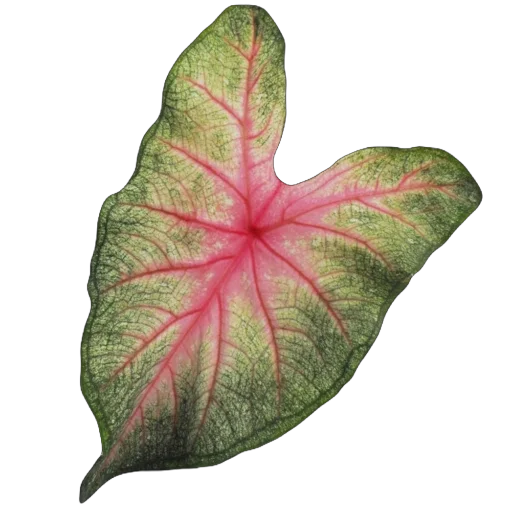 🌱 Стикер «Green Pink» для Telegram