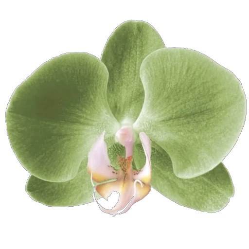 🌸 Стикер «Green Pink» для Telegram