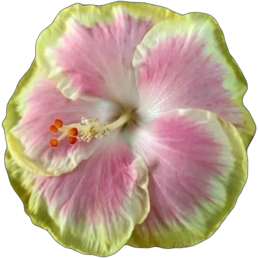 🌺 Стикер «Green Pink» для Telegram