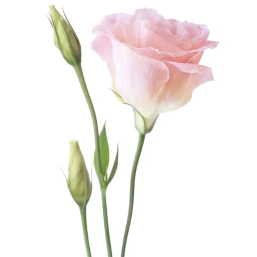 🌹 Стикер «Green Pink» для Telegram