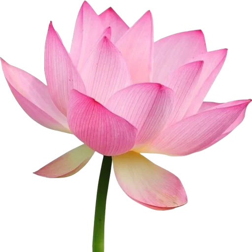 🪷 Стикер «Green Pink» для Telegram