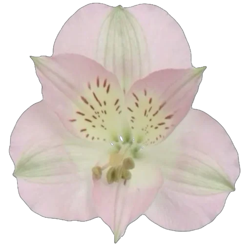 🌸 Стикер «Green Pink» для Telegram